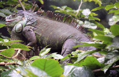 Close-up of iguana on plants