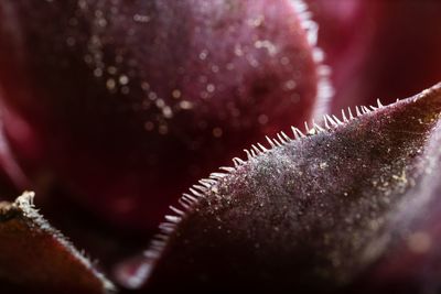 Close-up of frozen plant