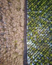 High angle view of flowering plants on land