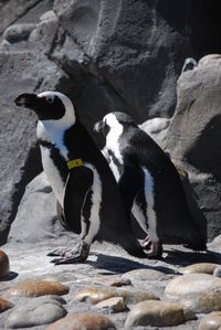 View of an animal in water