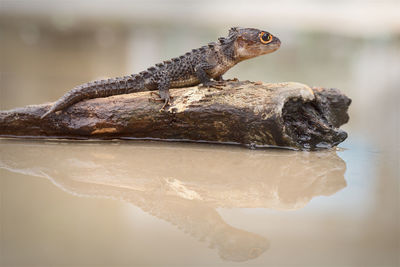 Side view of a lizard on rock in lake