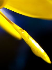 Close-up of yellow object