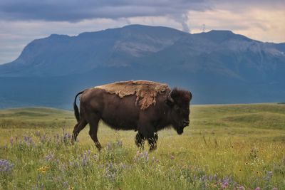 American bison on field against mountain during sunset