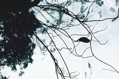 Low angle view of silhouette bird perching on tree against sky