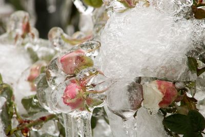Close-up of frozen flower