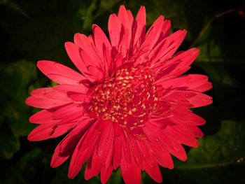 Close-up of pink flower blooming outdoors