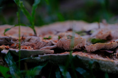 Close-up of mushrooms growing on field