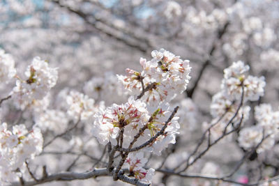 Cherry blossom season in tokyo at meguro river, river sakura festival