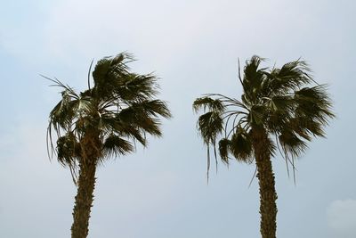 Low angle view of palm tree against clear sky