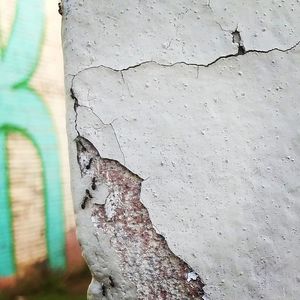 Close-up of tree trunk against wall