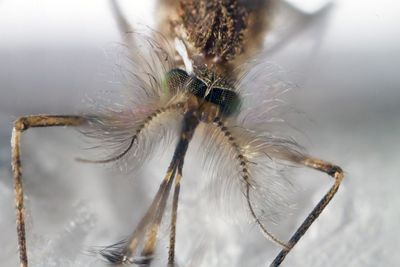 Close-up of spider