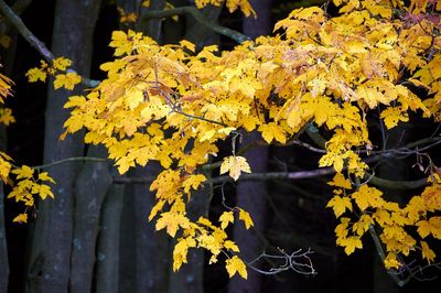 Close-up of yellow maple leaves against blurred background