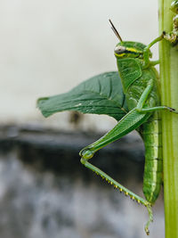 Close-up of insect on leaf