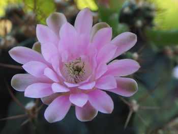 Close-up of pink flower