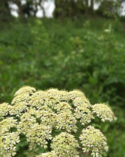 Close-up of white flowers