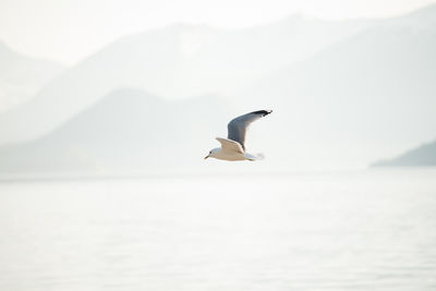 Seagull flying over sea