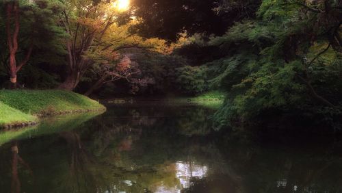 Scenic view of lake in forest