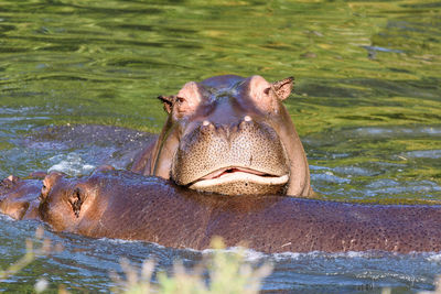 Portrait of two hippopotamuus swimming in river