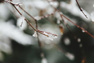 Close-up of ice on plant
