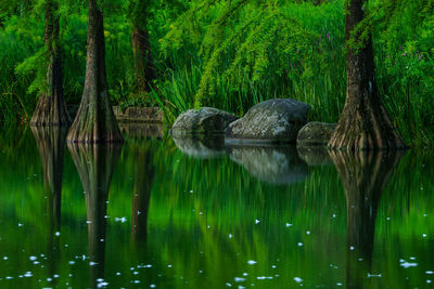 View of turtle swimming in lake