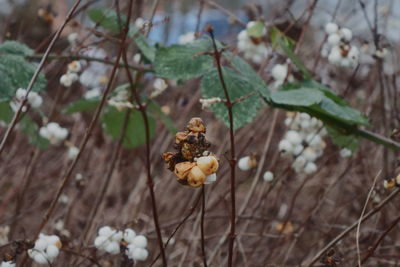 Close-up of wilted flower on field