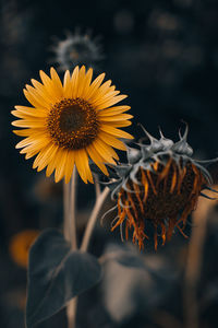 Orange autumn sunflower with seeds and bright petals on blurred background. beauty of nature