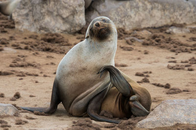 Sea lion relaxing on beach