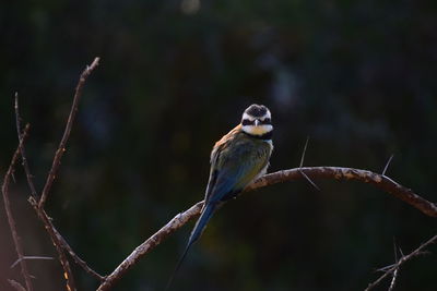 Close-up of bird perching on branch