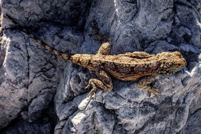 Close-up of tree trunk