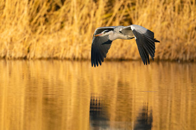 Bird flying over lake