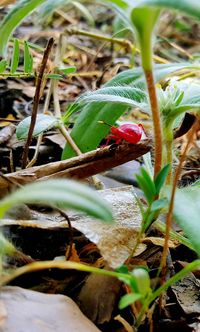 Close-up of plant