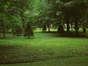 Trees in forest