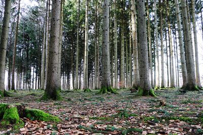 Trees in forest