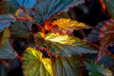 Close-up of maple leaves during autumn