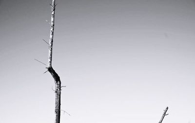 Low angle view of power lines against clear sky