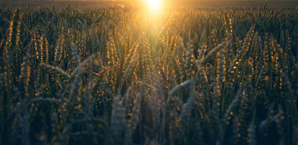 View of stalks in field against sunset