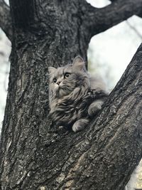 Portrait of cat on tree trunk