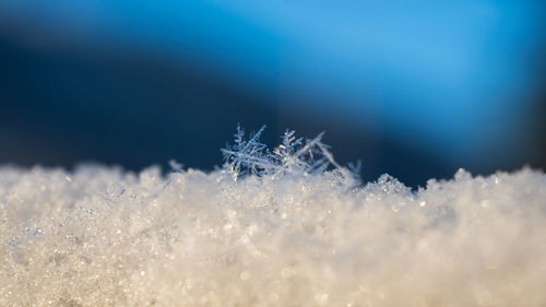 Close-up of snowflakes on rock