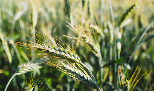 Close-up of barley  growing on field