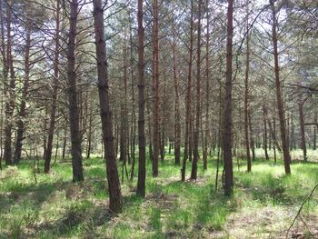 Trees growing in forest