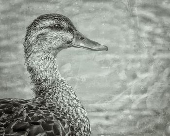 Close-up of bird in water