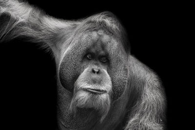 Close-up portrait of a monkey