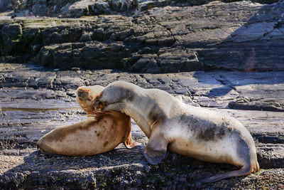 Sheep relaxing on rock