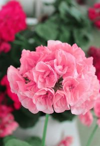 Close-up of pink flowers