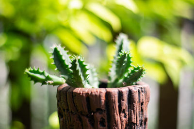 Close-up of succulent plant in wooden post