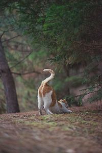 Dog sitting on a field