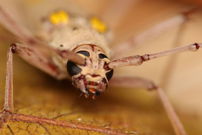 Beautiful composition of a curious beetle