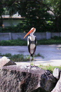 Bird perching on rock