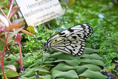 Close-up of butterfly on plant