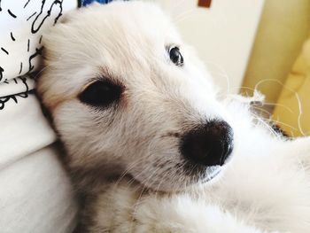 Close-up portrait of white dog at home